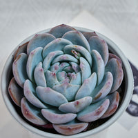5'' Echeveria Orange Monroe, Rare Live Succulent Plants