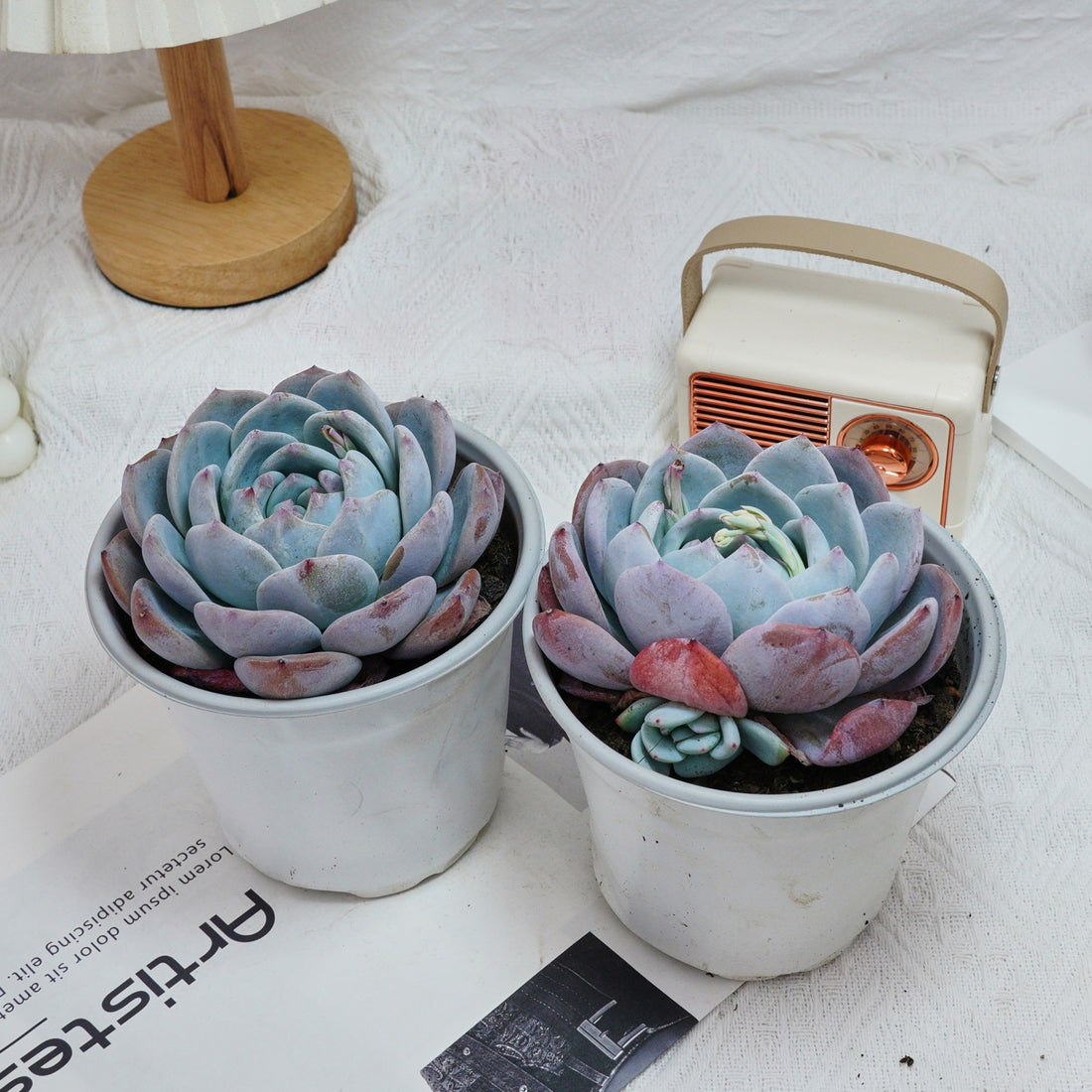 5'' Echeveria Orange Monroe, Rare Live Succulent Plants