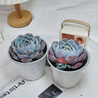 5'' Echeveria Orange Monroe, Rare Live Succulent Plants