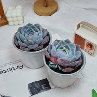 5'' Echeveria Orange Monroe, Rare Live Succulent Plants