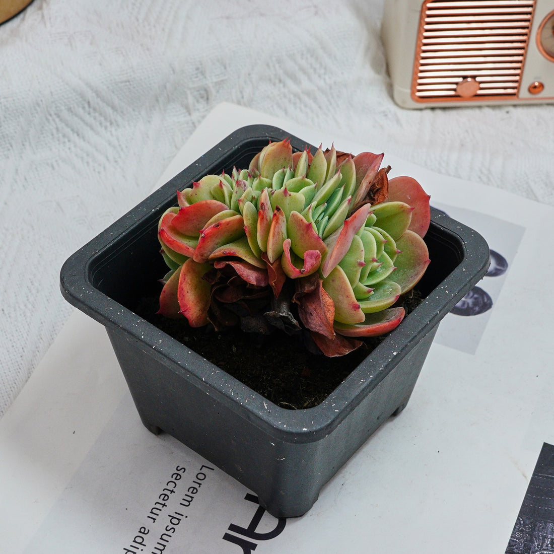 4'' Echeveria Esmeralda Crested, Rare Live Succulent Plants