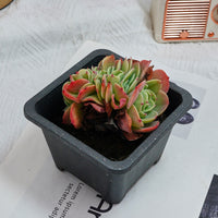 4'' Echeveria Esmeralda Crested, Rare Live Succulent Plants