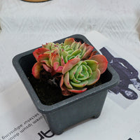 4'' Echeveria Esmeralda Crested, Rare Live Succulent Plants