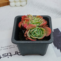 4'' Echeveria Esmeralda Crested, Rare Live Succulent Plants