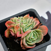 4'' Echeveria Esmeralda Crested, Rare Live Succulent Plants