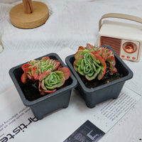 4'' Echeveria Esmeralda Crested, Rare Live Succulent Plants