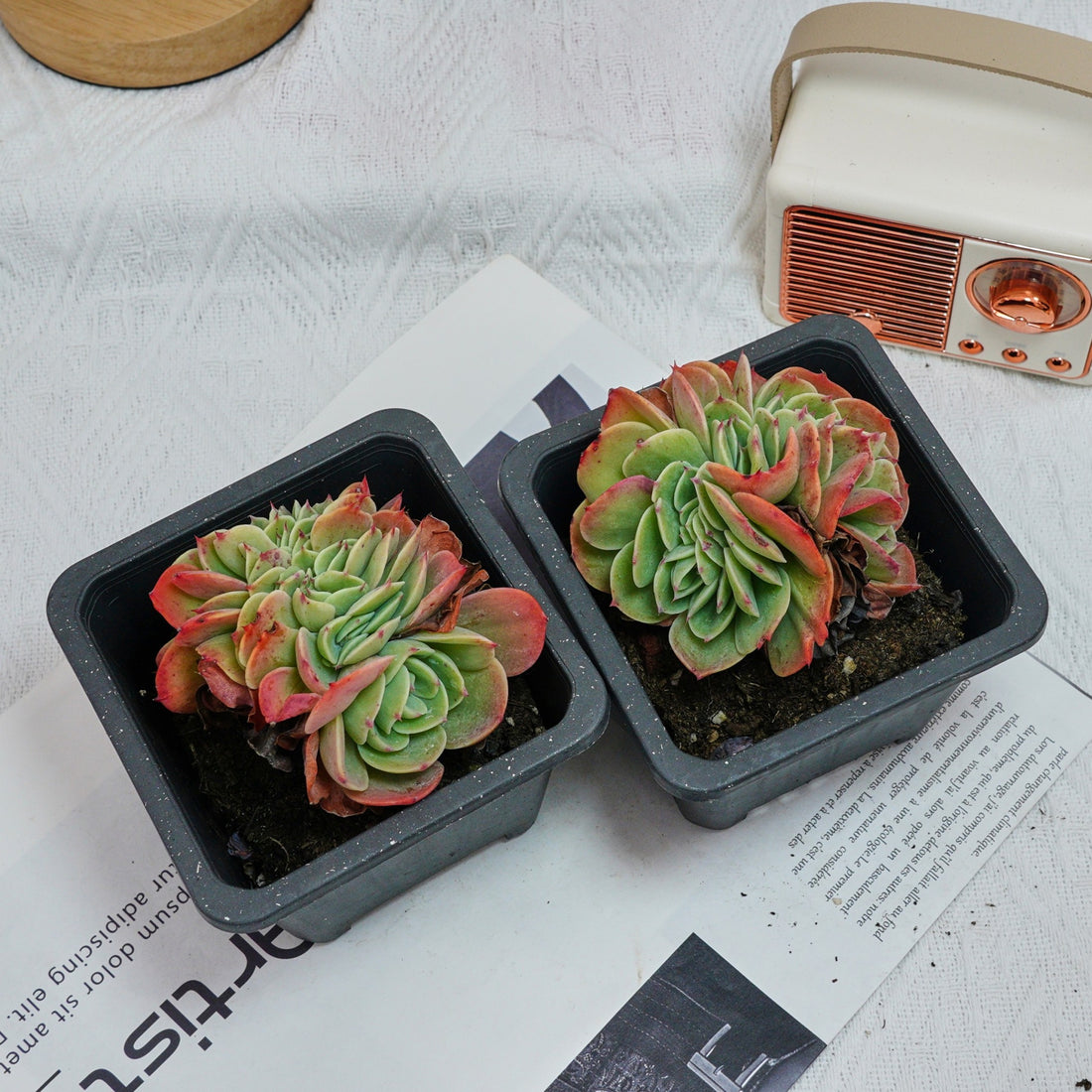 4'' Echeveria Esmeralda Crested, Rare Live Succulent Plants
