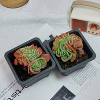4'' Echeveria Esmeralda Crested, Rare Live Succulent Plants