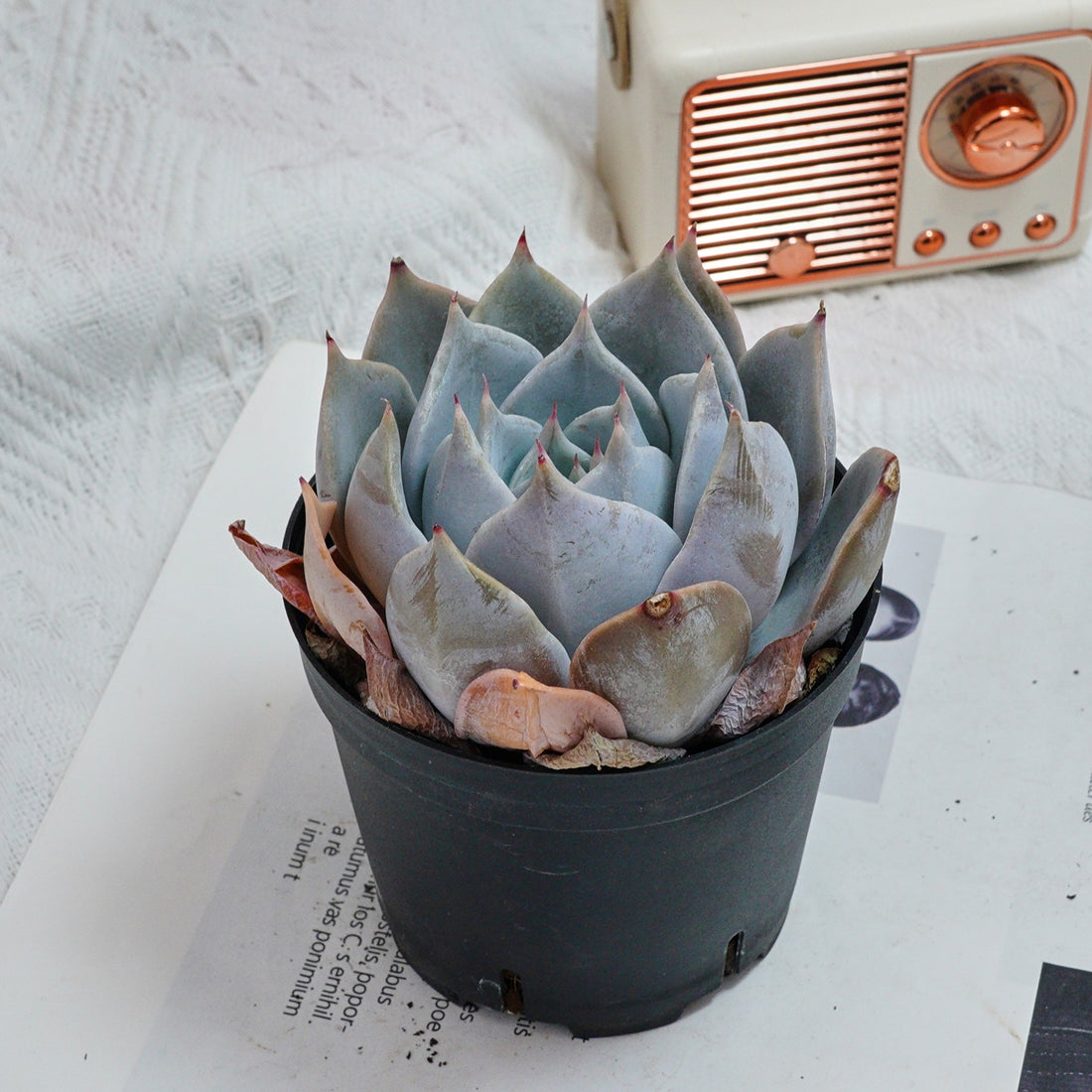 5'' Echeveria Snow Princess, Rare Live Succulent Plants