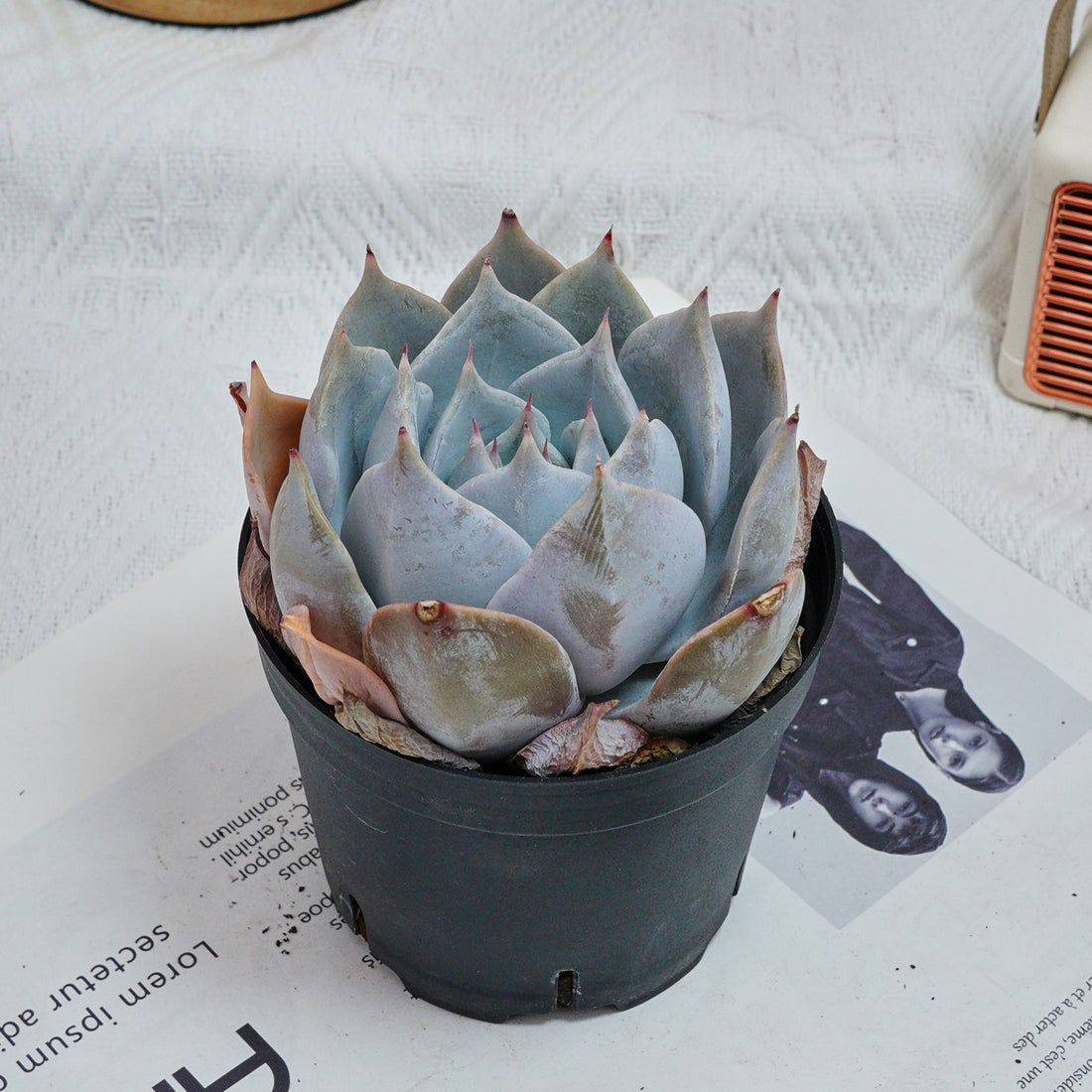 5'' Echeveria Snow Princess, Rare Live Succulent Plants