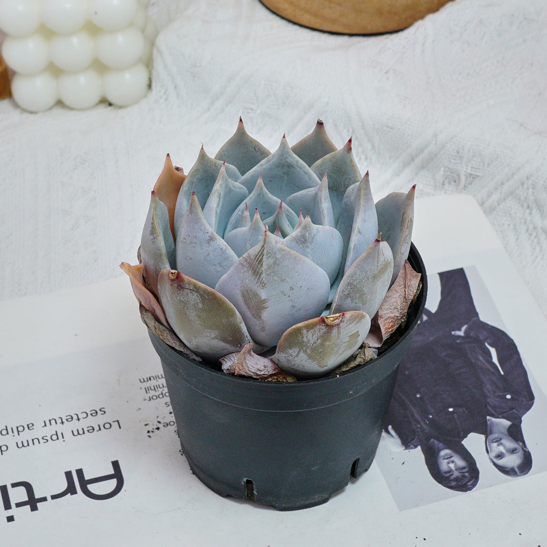5'' Echeveria Snow Princess, Rare Live Succulent Plants