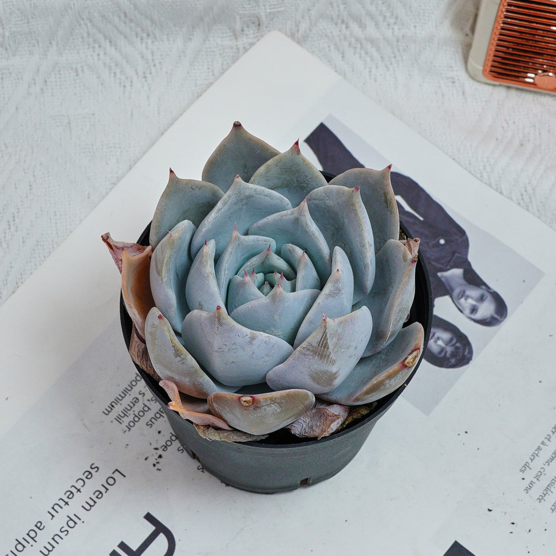 5'' Echeveria Snow Princess, Rare Live Succulent Plants