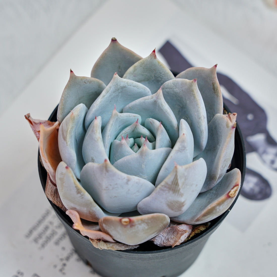 5'' Echeveria Snow Princess, Rare Live Succulent Plants