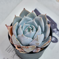 5'' Echeveria Snow Princess, Rare Live Succulent Plants