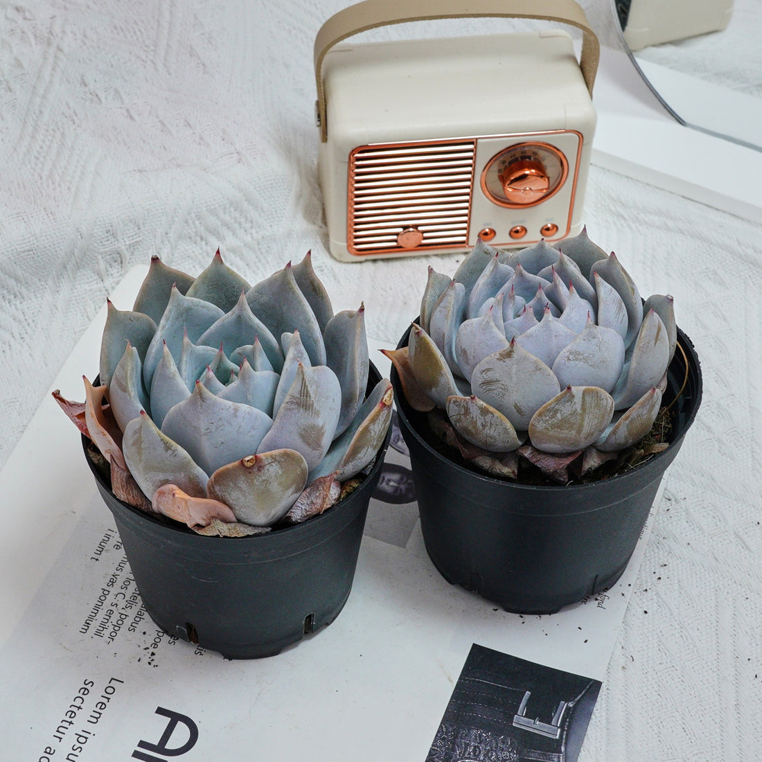 5'' Echeveria Snow Princess, Rare Live Succulent Plants