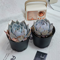 5'' Echeveria Snow Princess, Rare Live Succulent Plants