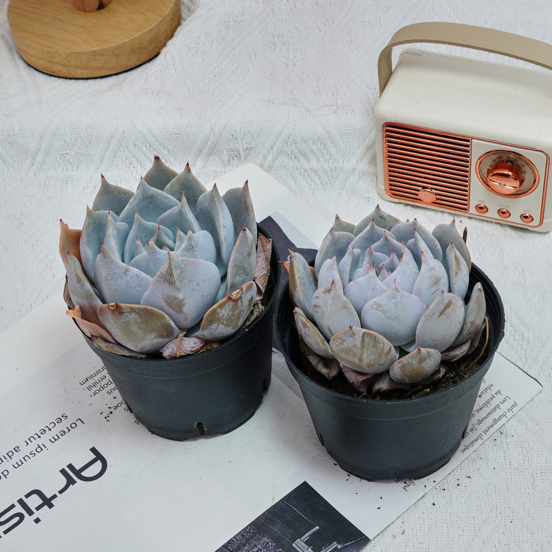 5'' Echeveria Snow Princess, Rare Live Succulent Plants