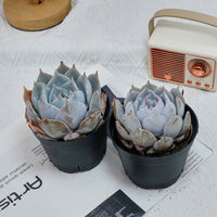 5'' Echeveria Snow Princess, Rare Live Succulent Plants