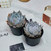 5'' Echeveria Snow Princess, Rare Live Succulent Plants