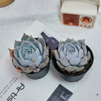 5'' Echeveria Snow Princess, Rare Live Succulent Plants