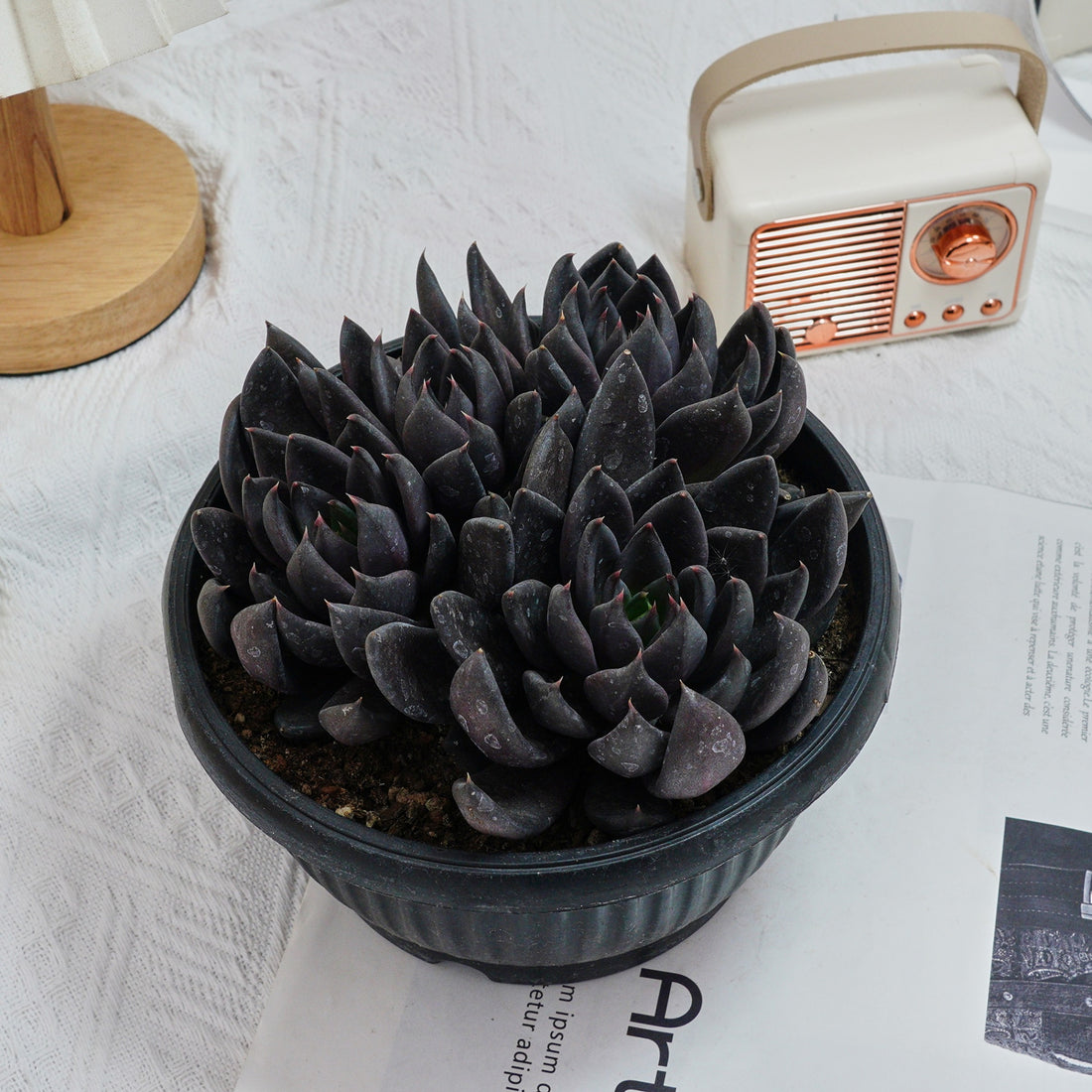 7'' Echeveria Black Knight, Rare Live Succulent Plants