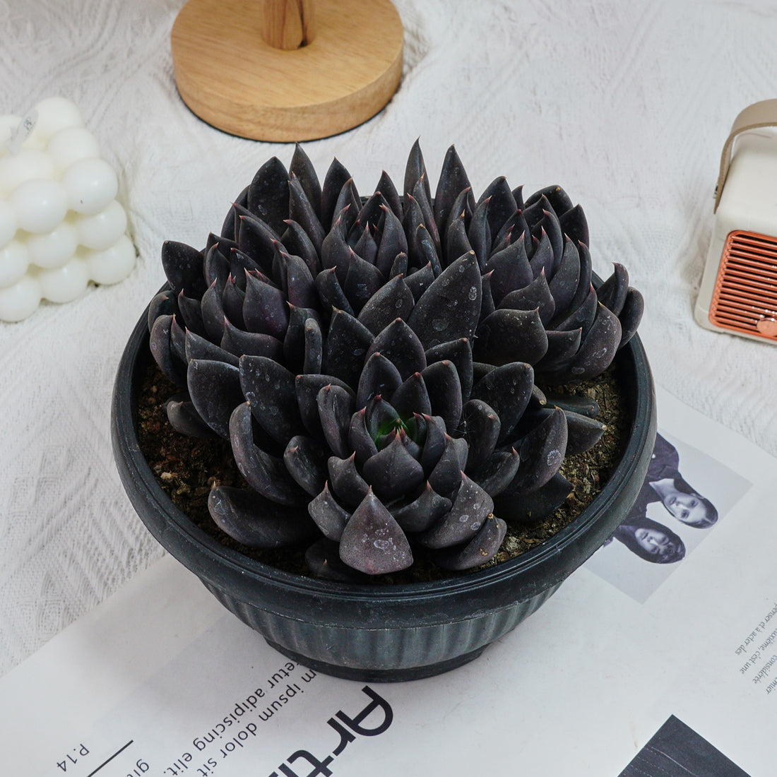 7'' Echeveria Black Knight, Rare Live Succulent Plants