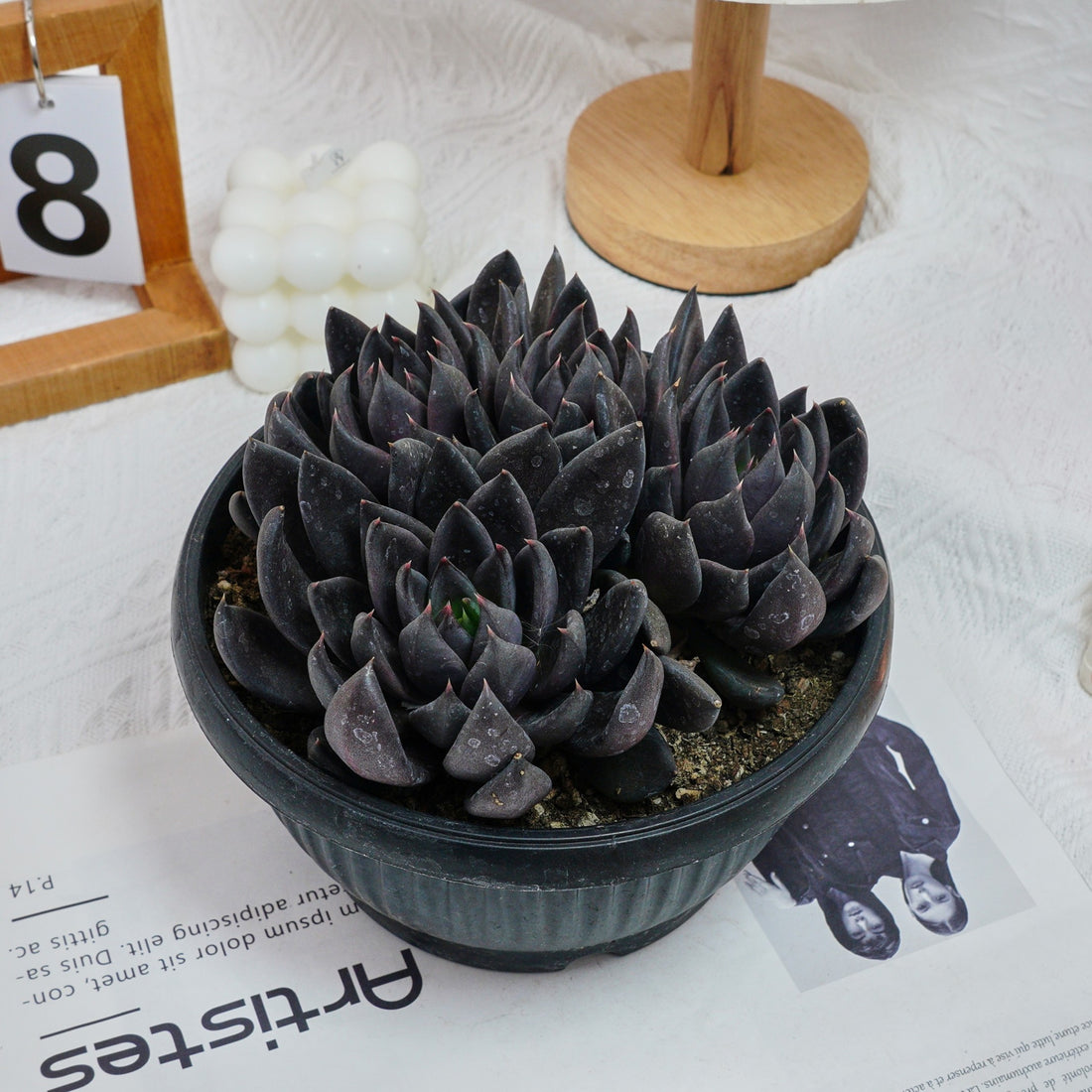 7'' Echeveria Black Knight, Rare Live Succulent Plants