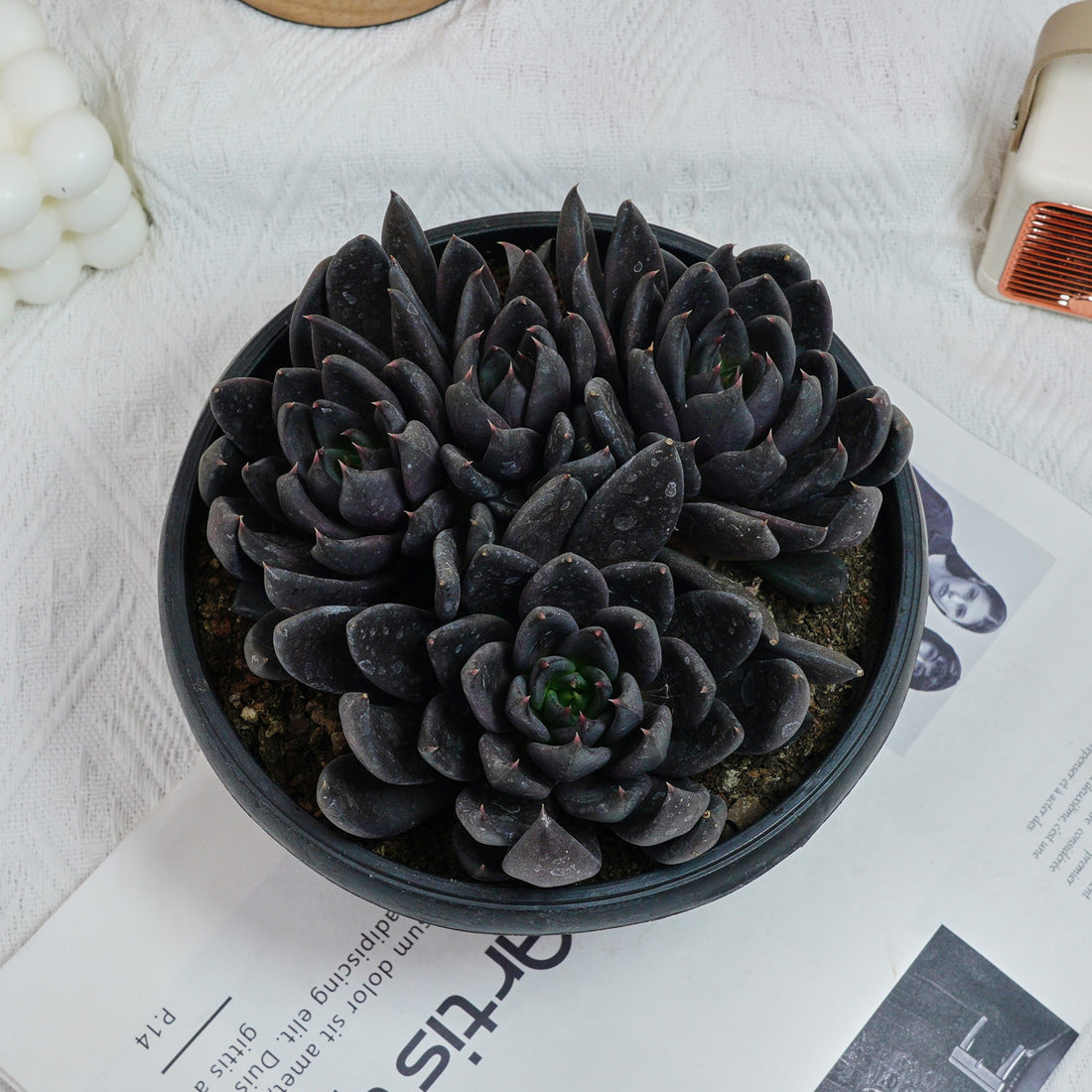 7'' Echeveria Black Knight, Rare Live Succulent Plants