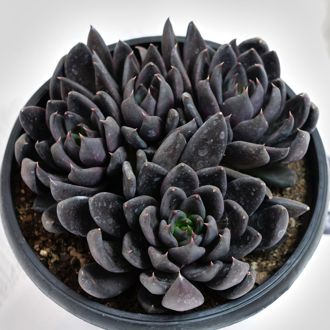 7'' Echeveria Black Knight, Rare Live Succulent Plants