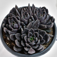 7'' Echeveria Black Knight, Rare Live Succulent Plants