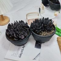 7'' Echeveria Black Knight, Rare Live Succulent Plants