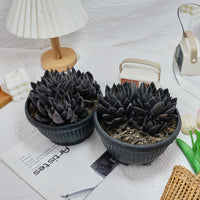 7'' Echeveria Black Knight, Rare Live Succulent Plants