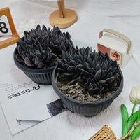 7'' Echeveria Black Knight, Rare Live Succulent Plants