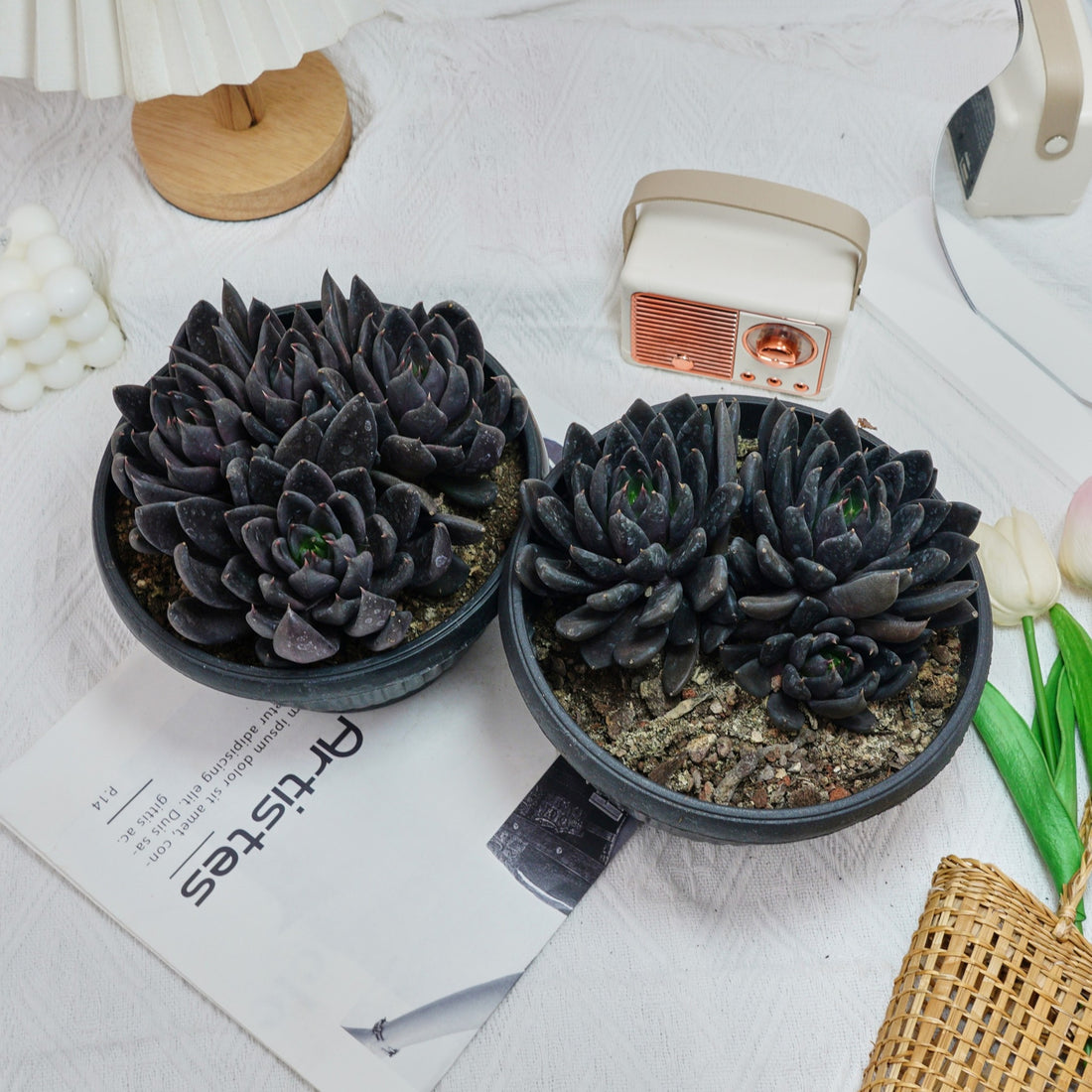 7'' Echeveria Black Knight, Rare Live Succulent Plants