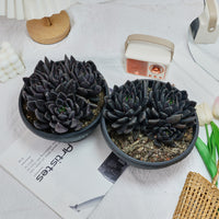 7'' Echeveria Black Knight, Rare Live Succulent Plants