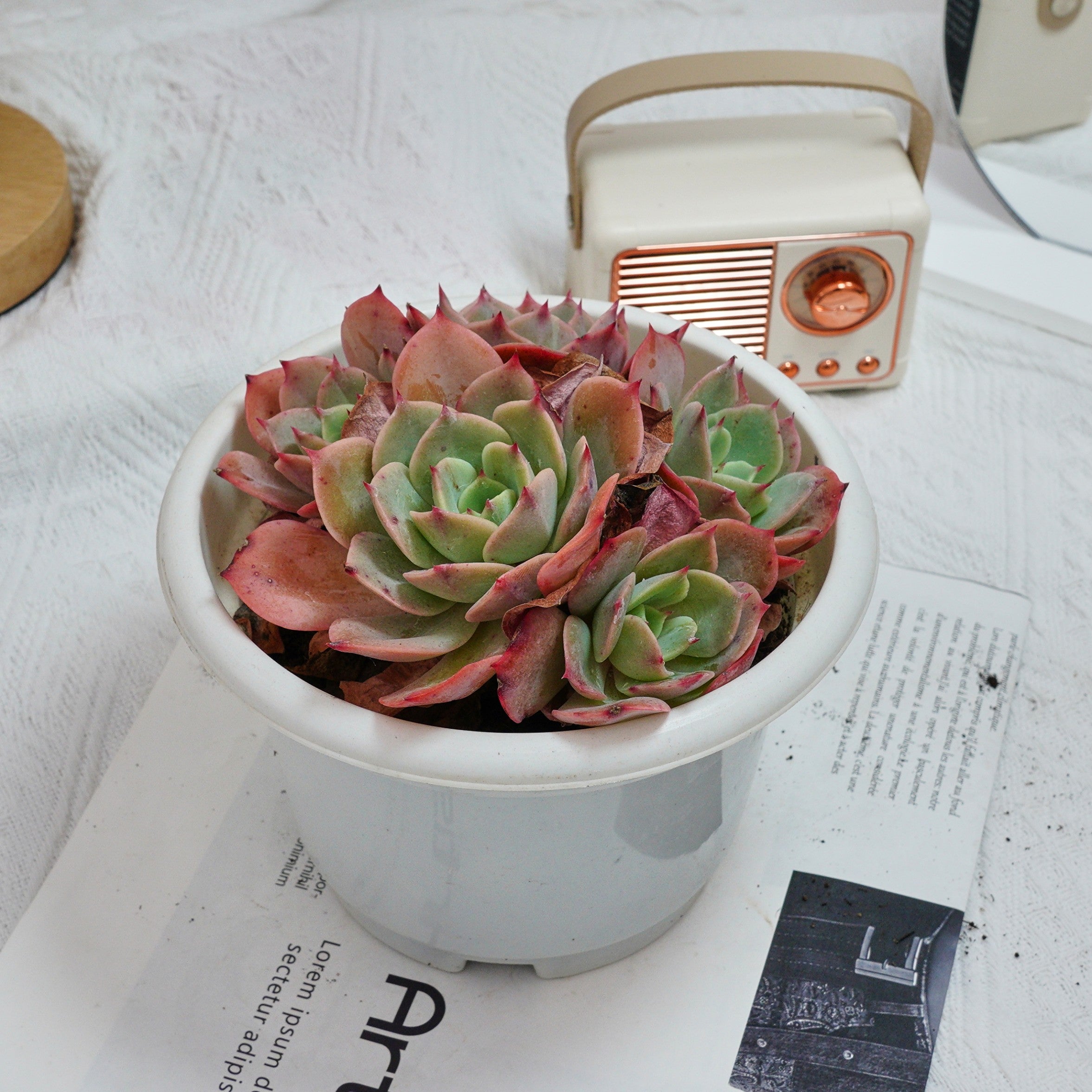 rare white succulent 6'' Echeveria Snow White, Rare Live Succulent Plants – cocosucculent
