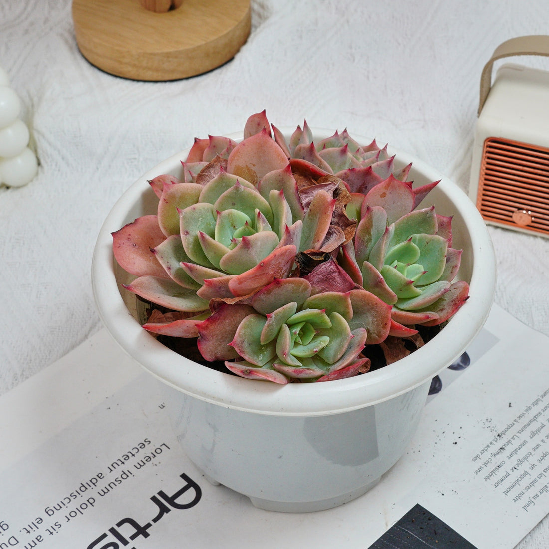 6'' Echeveria Snow White, Rare Live Succulent Plants