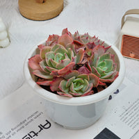 6'' Echeveria Snow White, Rare Live Succulent Plants