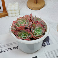 6'' Echeveria Snow White, Rare Live Succulent Plants