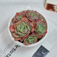6'' Echeveria Snow White, Rare Live Succulent Plants