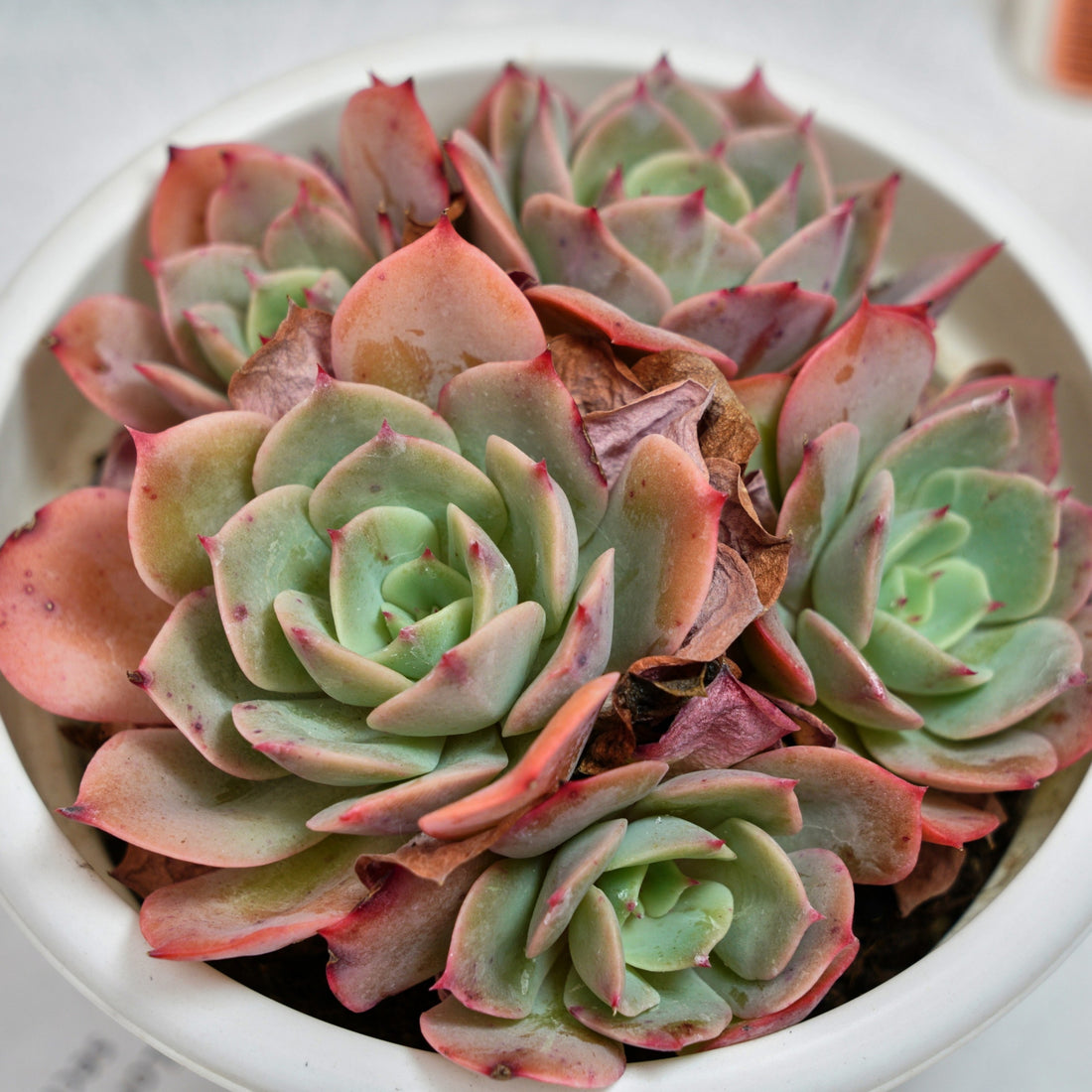 6'' Echeveria Snow White, Rare Live Succulent Plants