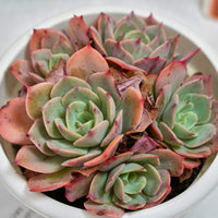6'' Echeveria Snow White, Rare Live Succulent Plants