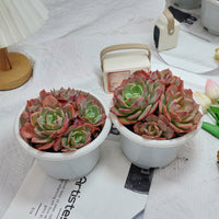 6'' Echeveria Snow White, Rare Live Succulent Plants