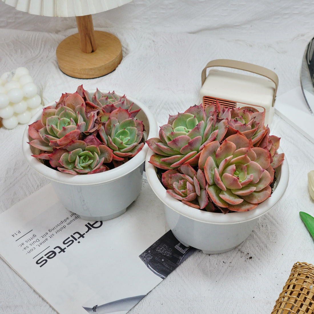 6'' Echeveria Snow White, Rare Live Succulent Plants