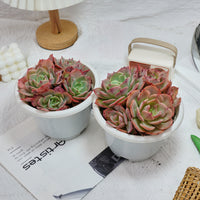 6'' Echeveria Snow White, Rare Live Succulent Plants