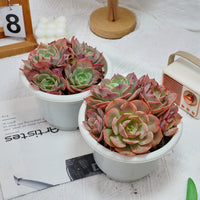 6'' Echeveria Snow White, Rare Live Succulent Plants