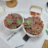 6'' Echeveria Snow White, Rare Live Succulent Plants