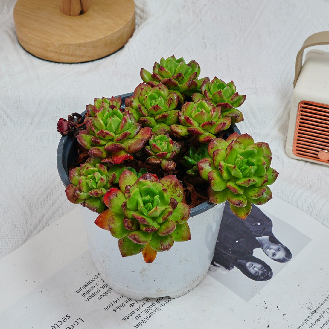 5'' Echeveria Lantern, Rare Live Succulent Plants