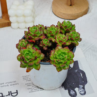 5'' Echeveria Lantern, Rare Live Succulent Plants