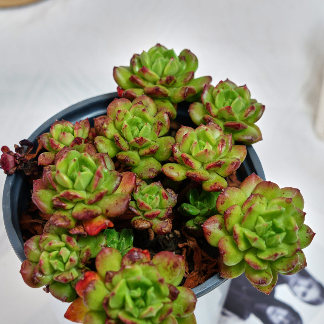 5'' Echeveria Lantern, Rare Live Succulent Plants